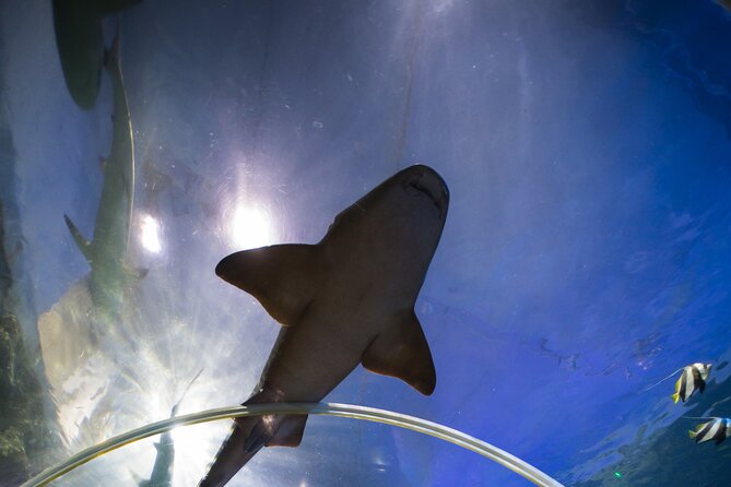 SEA LIFE Birmingham Admission Ticket - Allow about two hours, but keep your schedule flexible