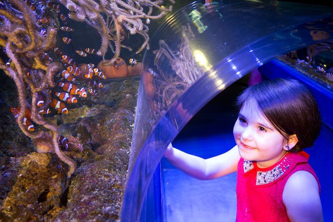 SEA LIFE Birmingham Admission Ticket - Gentoo penguins add movement and personality