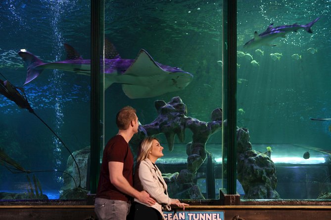 SEA LIFE Blackpool Admission Ticket - Finding the ocean giants at Quayside