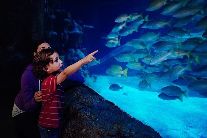 SEA LIFE Blackpool Admission Ticket - Starting at the Rock Pools