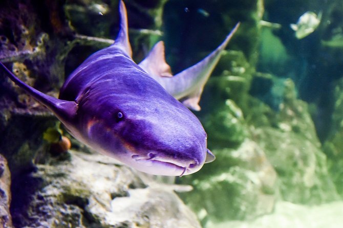 SEA LIFE Brighton Admission Ticket - Who will enjoy SEA LIFE Brighton most?