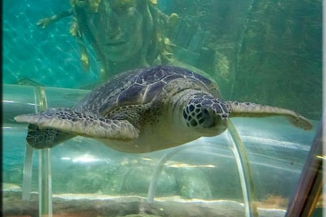 SEA LIFE Great Yarmouth General Admission - Talks, feeds, events, and the quiz trail