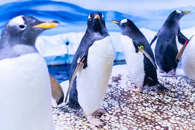 SEA LIFE London Aquarium Admission Ticket - Crowds, heat, and the practical side of the visit