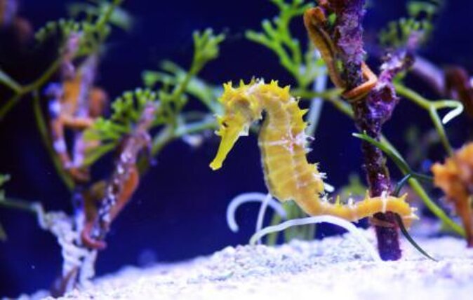 SEA LIFE London Aquarium Admission Ticket - Atlantic Ocean exhibits: jellyfish, turtles, and familiar favorites
