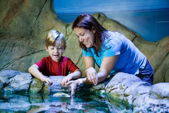 SEA LIFE Manchester Admission Ticket - Stingray Bay offers a slower, softer stop