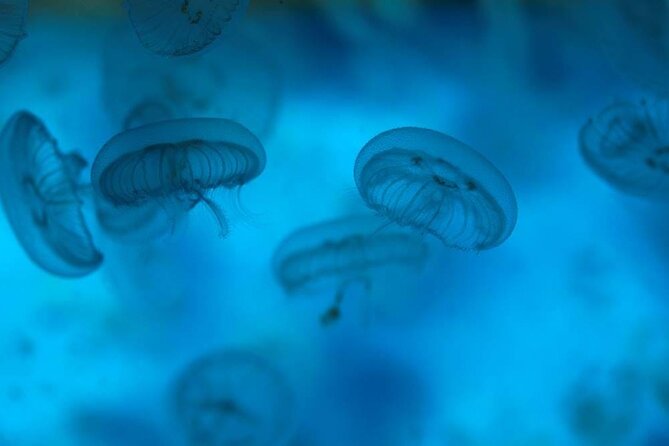 SEA LIFE Weymouth Admission Ticket - Is the $19.34 admission good value?