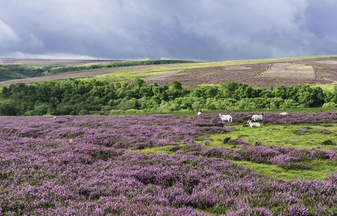 Steam Trains, Whitby, and the North York Moors Full-Day Tour from York - Goathland Station and the Harry Potter connection