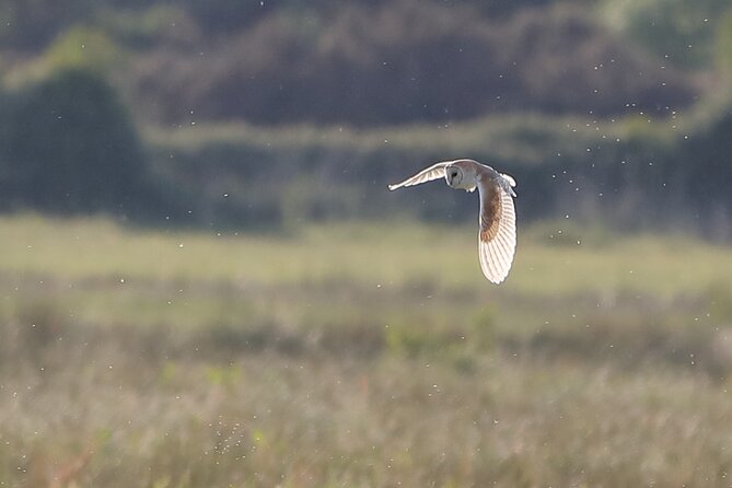 Sussex Birdwatching Private Guided Day Tour - Why this Sussex birdwatching day is worth considering