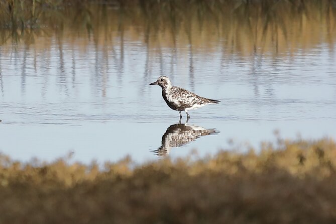 Sussex Birdwatching Private Guided Day Tour - What the guides add to the day