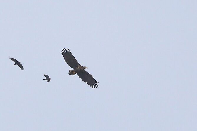 Sussex Birdwatching Private Guided Day Tour - Is the $329.10 group price good value?