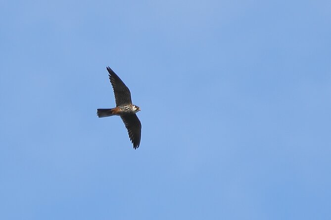 Sussex Birdwatching Private Guided Day Tour - Timing, weather, and practical comfort