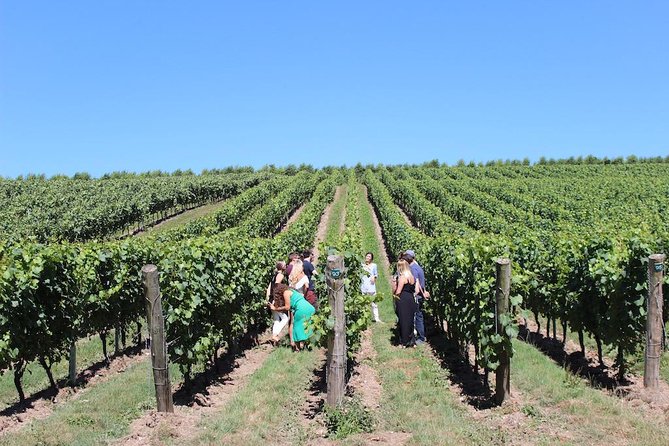 Sussex Vineyard & Winery Bus Tour on Iconic Vintage London Bus - Should you book the vintage bus wine tour?